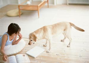 豆柴の子犬販売における購入の流れ